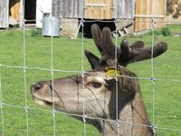 302. C13205 Solskjelsøygarden - hjort.jpg