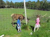 303. C13245 Solskjelsøygarden - hjort.jpg