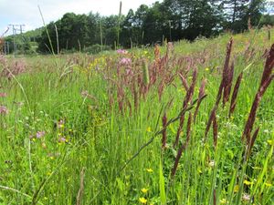 C13445 Dalan eng.jpg