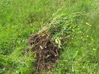 144. C13447 høymolluking.jpg