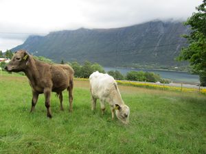 C13686 vestlandsk fjordfe.jpg