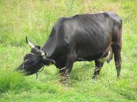 Vestlandsk fjordfe på Ormbostad i Aure kommune, juli 2014. Foto: Olve Utne