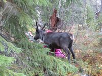 Rein ved Renbiten i Idre. Foto: Olve Utne, oktober 2014.