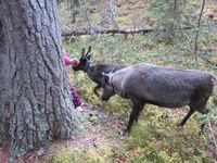 Rein ved Renbiten i Idre. Foto: Olve Utne, oktober 2014.