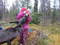 Mating av kopprein ved Renbiten i Idre. Foto: Olve Utne, oktober 2014.