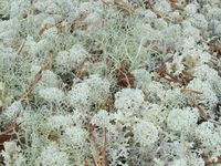 28. C14896 Cladonia stellaris.jpg