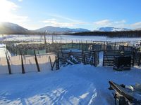 Reinskiljing på Nerskogen. Foto: Olve Utne (2015).