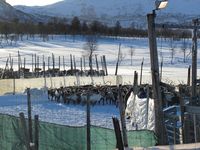 Reinskiljing på Nerskogen. Foto: Olve Utne (2015).