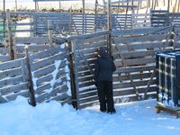 Reinskiljing på Nerskogen. Foto: Olve Utne (2015).