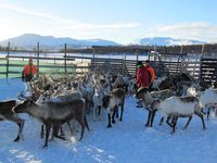 Reinskiljing på Nerskogen. Foto: Olve Utne (2015).