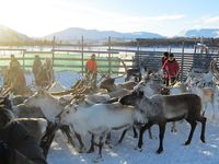 Reinskiljing på Nerskogen. Foto: Olve Utne (2015).