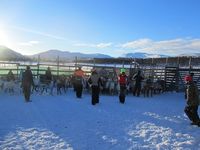 Reinskiljing på Nerskogen. Foto: Olve Utne (2015).