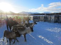 Reinskiljing på Nerskogen. Foto: Olve Utne (2015).