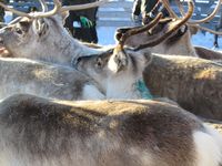 Reinskiljing på Nerskogen. Foto: Olve Utne (2015).