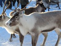 Reinskiljing på Nerskogen. Foto: Olve Utne (2015).
