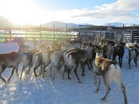 Reinskiljing på Nerskogen. Foto: Olve Utne (2015).