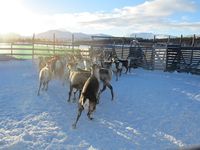 Reinskiljing på Nerskogen. Foto: Olve Utne (2015).