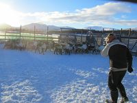 Reinskiljing på Nerskogen. Foto: Olve Utne (2015).
