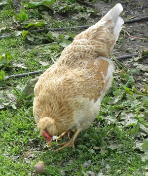 C16278cr islandshoens.jpg