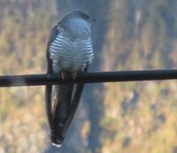 290. C16288cr gauk i Dalan.jpg