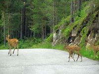 293. C17033j radyr pa Skardsoya.jpg