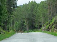 152. C17034j radyr pa Skardsoya.jpg