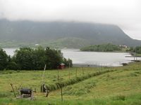 Hesjing sommaren 2015. Foto: Olve Utne