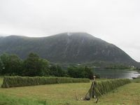 Hesjing sommaren 2015. Foto: Olve Utne