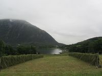 Hesjing sommaren 2015. Foto: Olve Utne