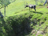 159. C17707 Grøvelsjøen - rein ved fangstgrav.jpg