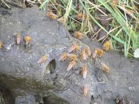 205. C18757 gjødselfluer.jpg