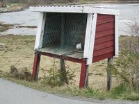 Mjøkramp på Fætta på Golmøya på Tustna. Foto: Olve Utne (2016).