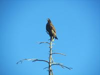 348. C21927 Haliaeetus albicilla.jpg