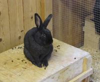 356. C22391cr trønderkanin.jpg