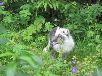 380. C24333 Vulpes lagopus.jpg