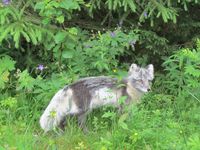 379. C24337 Vulpes lagopus.jpg