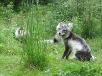 381. C24383 Vulpes lagopus.jpg