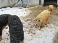 440. C30059 mangalitsasvin.jpg