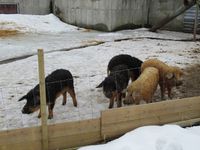 80. C30062 mangalitsasvin.jpg