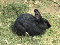 17. C32393 trønderkanin Tingvoll Økopark.jpg