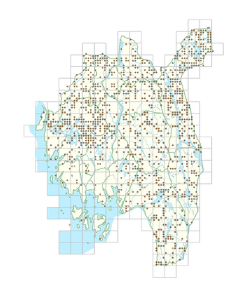 Calamagrostis phragmitoides 1.png