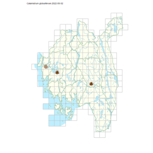 Calamistrum globuliferum.png