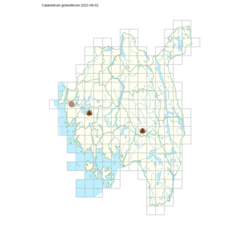 Calamistrum globuliferum.png