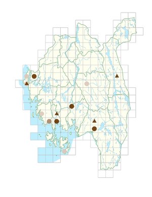 Calendula officinalis.png