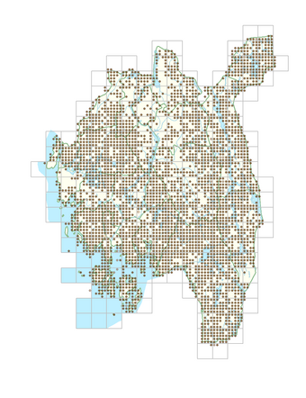Calluna vulgaris 1.png