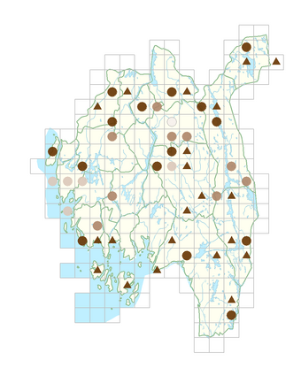 Campanula glomerata var. 'Superba'.png