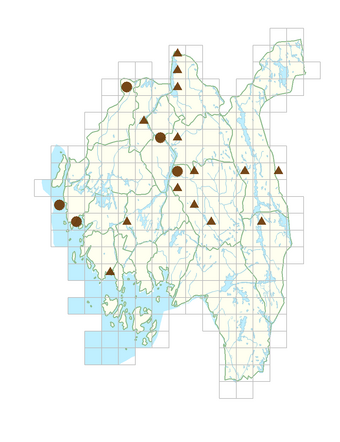 Campanula latifolia subsp. latifolia.png