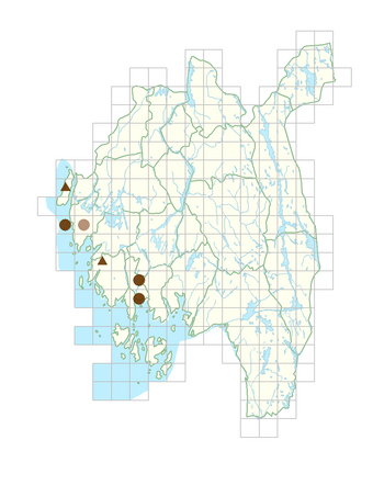 Campanula latifolia subsp. macrantha.png
