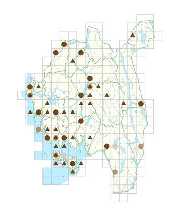 Campanula trachelium.png