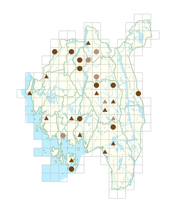 Caragana arborescens.png